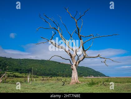 Les restes d'arbres morts et en décomposition dans les marais salants de Porlock, sur la côte Somerset, le jour d'été. Partie du parc national d'Exmoor. Banque D'Images