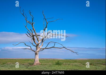 Les restes d'arbres morts et en décomposition dans les marais salants de Porlock, sur la côte Somerset, le jour d'été. Partie du parc national d'Exmoor. Banque D'Images