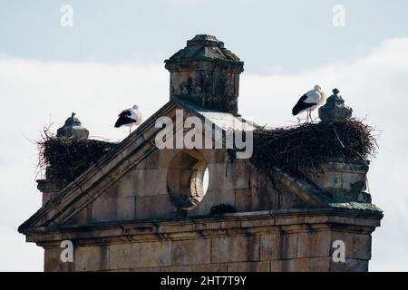 White Storks, Ciconia Ciconia, sur le pignon d'une église de Salamanque. Vue contre le ciel Banque D'Images