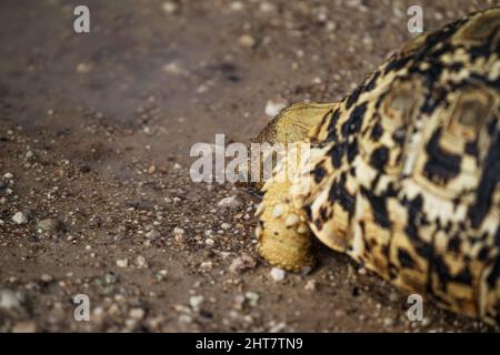 Un gros plan d'une tortue qui se déplace sur le sol au parc national d'Etosha en Namibie Banque D'Images