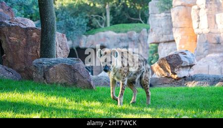 Portrait de détail Hyena.Pois hyena Crocuta crocuta animal en colère près du trou d'eau beau coucher de soleil et cub. Banque D'Images