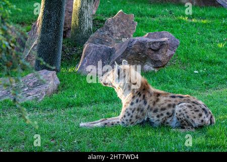 Portrait de détail Hyena.Pois hyena Crocuta crocuta animal en colère près du trou d'eau beau coucher de soleil et cub. Banque D'Images