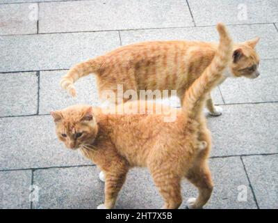 Gros plan de deux chats au gingembre debout dans la rue à l'extérieur Banque D'Images