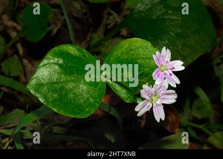 Claytonia sibirica (purslane rose) est originaire des îles Commander de Sibérie et de l'ouest de l'Amérique du Nord, mais a été introduit au Royaume-Uni. Banque D'Images