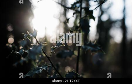 holly bush à l'heure d'or du coucher du soleil en hiver Banque D'Images