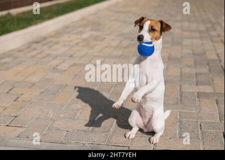 Jack russell chien terrier tenant une balle dans ses dents à l'extérieur. Banque D'Images