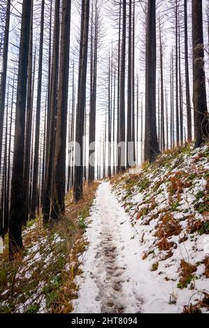 Sentier de randonnée couvert de neige et d'arbres brûlés Banque D'Images