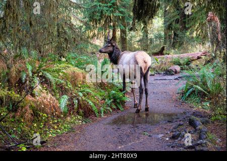 Elk sur la piste dans la forêt tropicale de Hoh Banque D'Images