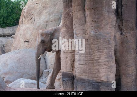 VALENCE , ESPAGNE - 10 DÉCEMBRE 2021: Éléphants à Valence Biopark Espagne Banque D'Images