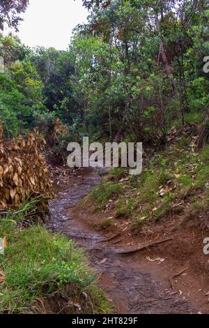 Sentier boueux à travers la forêt tropicale sur l'île de Kauai Banque D'Images