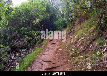 Sentier boueux à travers la forêt tropicale sur l'île de Kauai Banque D'Images