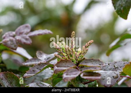 Berberbérine ou berge chinoise (Berberis sp.), arbuste à petites fleurs jaunes, recouvert de gouttes de pluie Banque D'Images