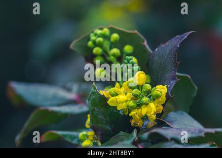 Berberbérine ou berge chinoise (Berberis sp.), arbuste à petites fleurs jaunes, recouvert de gouttes de pluie Banque D'Images