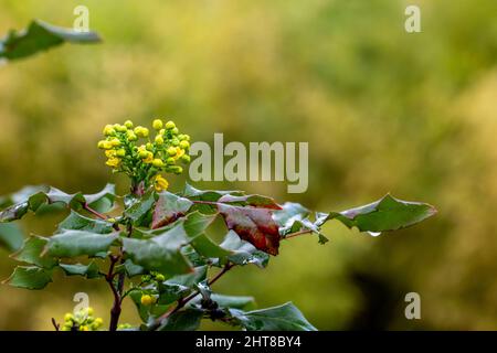 Berberbérine ou berge chinoise (Berberis sp.), arbuste à petites fleurs jaunes, recouvert de gouttes de pluie Banque D'Images