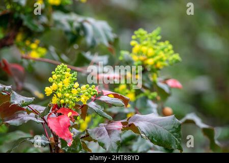 Berberbérine ou berge chinoise (Berberis sp.), arbuste à petites fleurs jaunes, recouvert de gouttes de pluie Banque D'Images