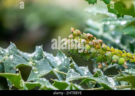 Berberbérine ou berge chinoise (Berberis sp.), arbuste à petites fleurs jaunes, recouvert de gouttes de pluie Banque D'Images