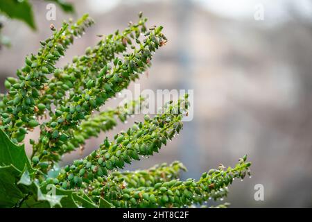 Berberbérine ou berge chinoise (Berberis sp.), arbuste à petites fleurs jaunes, recouvert de gouttes de pluie Banque D'Images