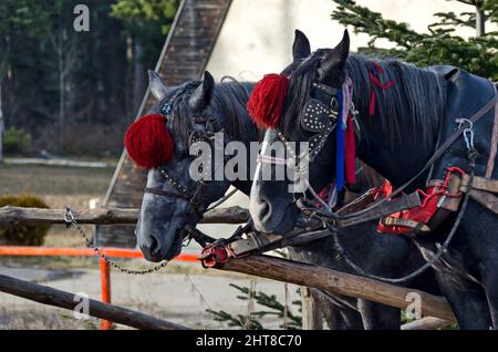 Deux chevaux de trait attendent que les clients les promènent dans la station de Borovets, Rila Mountain, Bulgarie Banque D'Images