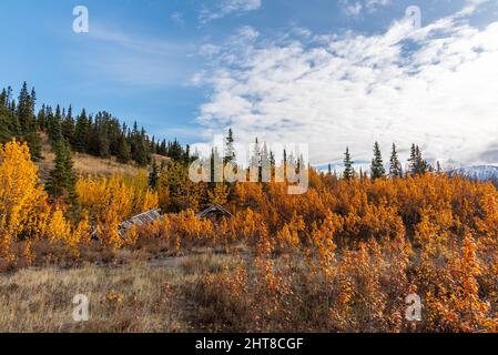 Plantes de couleur d'automne dans un paysage doré du territoire du Yukon, dans le nord du Canada, en septembre, saison d'automne. Banque D'Images