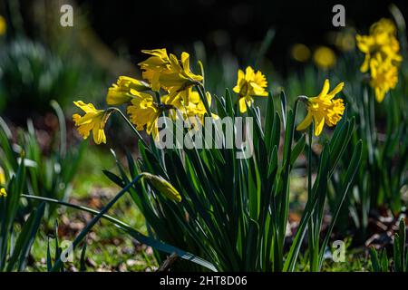 Jonquilles jaunes en fleurs à Wimbledon, dans le sud-ouest de Londres Banque D'Images