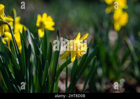 Jonquilles jaunes en fleurs à Wimbledon, dans le sud-ouest de Londres Banque D'Images