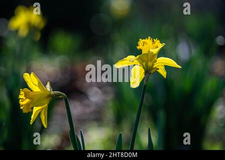 Jonquilles jaunes en fleurs à Wimbledon, dans le sud-ouest de Londres Banque D'Images