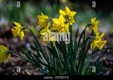 Jonquilles jaunes en fleurs à Wimbledon, dans le sud-ouest de Londres Banque D'Images