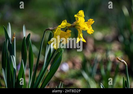 Jonquilles jaunes en fleurs à Wimbledon, dans le sud-ouest de Londres Banque D'Images