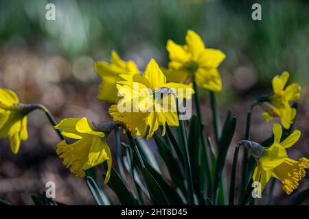 Jonquilles jaunes en fleurs à Wimbledon, dans le sud-ouest de Londres Banque D'Images