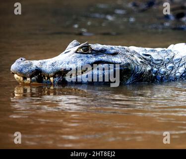 Gros plan sur le portrait du caïman noir (Melanosuchus niger) nageant dans l'eau avec des mâchoires ouvertes montrant des dents dans le Pampas del Yacuma, Bolivie. Banque D'Images