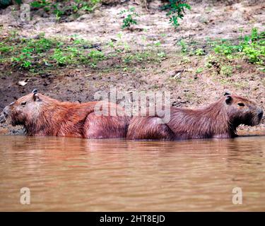 Gros plan de deux Capybara (Hydrochoerus hydrochaeris) assis dos à dos dans les Pampas del Yacuma, Bolivie. Banque D'Images