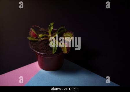 Gros plan d'un piège à mouches venus dans le pot de fleurs Banque D'Images