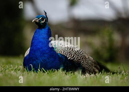 La paafhiche indienne (Pavo cristatus), également connue sous le nom de paafhibou commun, et la paafhiche bleue Banque D'Images