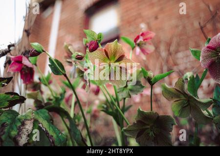 Photo d'un petit angle d'une bague de hellebore rose en fleur Banque D'Images