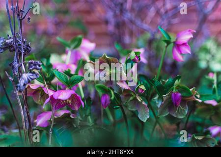 Gros plan d'un buisson de hellebore rose en fleur Banque D'Images
