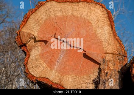 Vue rapprochée d'un tronc d'arbre de pin sylvestre (Pinus sylvestris) récemment abattu prêt à la vente Banque D'Images