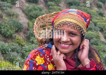 Femme portant un panier au jardin de thé Darjeeling, Darjeeling, Bengale occidental, Inde Banque D'Images