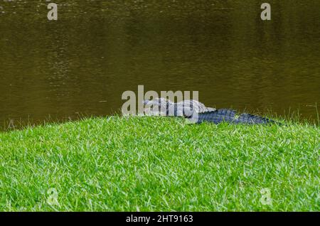 Alligator américain le long de Bayou à Avery Island, Louisiane, États-Unis Banque D'Images