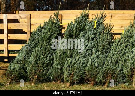 Matin ensoleillé et lumineux avec des arbres de Noël taillés contre une clôture en bois Banque D'Images