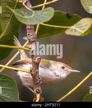 Plan vertical d'un oiseau de taille commun debout sur une branche mince d'arbre entourée de feuilles luxuriantes Banque D'Images