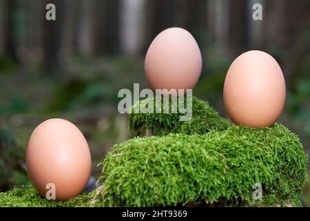 3 oeufs de Pâques dans la nature. Produit biologique sur une souche d'arbre de mousse en forêt. Faible profondeur de champ. Banque D'Images