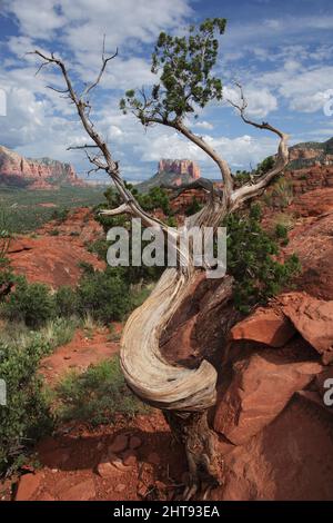 Vue portrait de l'ancien Juniper de l'Utah tordu avec méses, buttes et falaises de roche rouge en arrière-plan depuis la piste de roche de la cathédrale à Sedona, Arizona, Banque D'Images