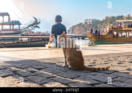 chat rouge errant dans le port attendant la prise du pêcheur Banque D'Images
