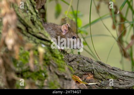 Un rat brun européen qui se délpe de derrière la base d'un arbre, Banque D'Images