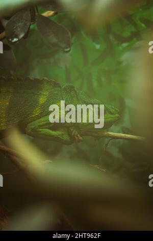 Gros plan vertical du Chameleon vert situé sur la branche de l'arbre dans le zoo Banque D'Images