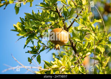 Gros plan d'un fruit grenade poussant sur un arbre dans un verger contre le ciel bleu par temps ensoleillé Banque D'Images