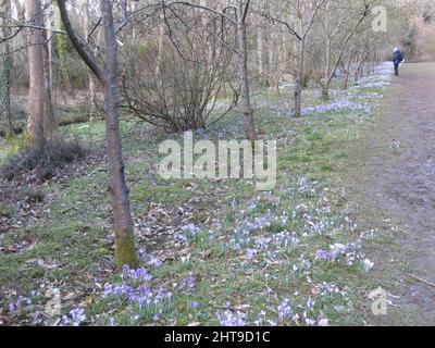 Des tapis de crocus pourpre couvrent le sol à l'ombre de l'Evenley Wood Garden, un point culminant printanier d'un jardin boisé anglais. Banque D'Images