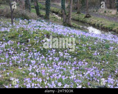 Des tapis de crocus pourpre couvrent le sol à l'ombre de l'Evenley Wood Garden, un point culminant printanier d'un jardin boisé anglais. Banque D'Images