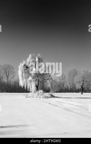 Échelle de gris d'un arbre recouvert de neige Banque D'Images