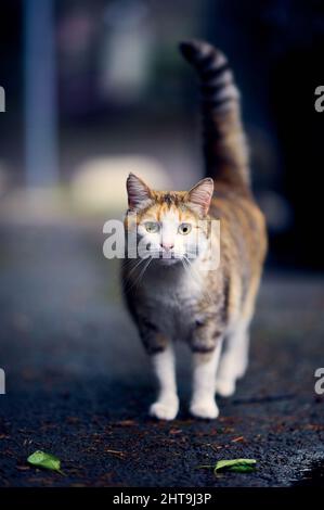 Photo verticale d'un chat mignon assis et regardant attentivement quelque chose Banque D'Images